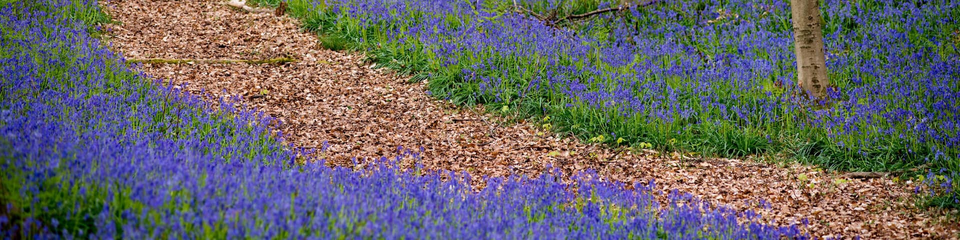 Hallerbos bluebells