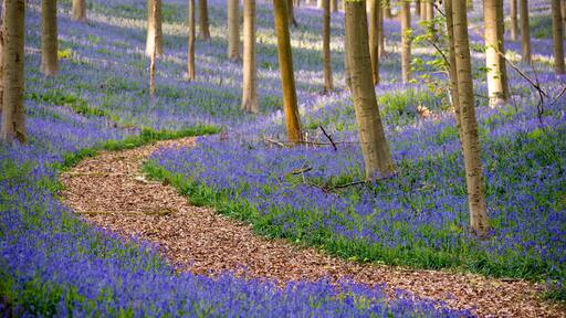 Hallerbos bluebells