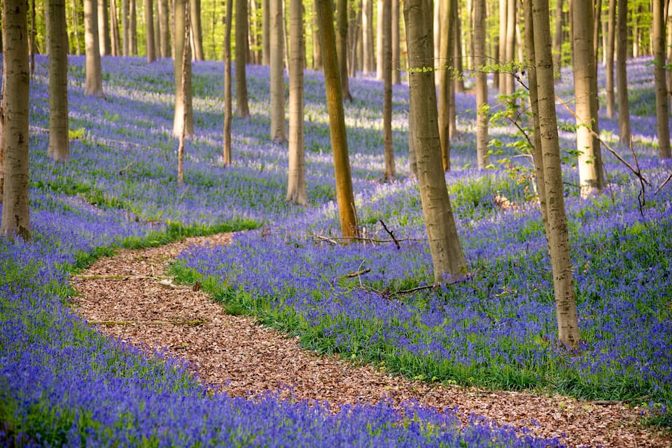 Un sentier forestier bordé d’un tapis de fleurs bleues.