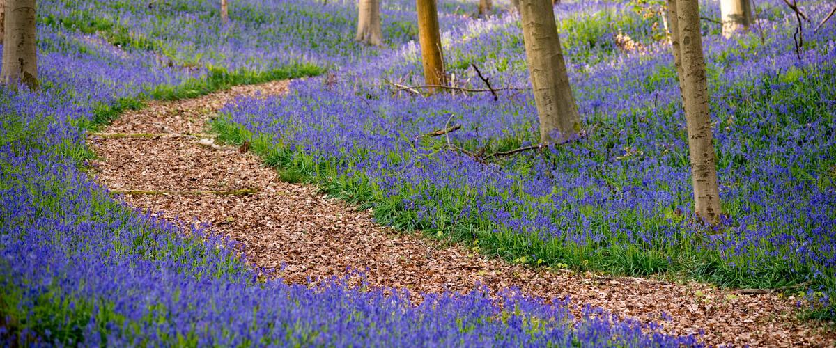 A forest path with a carpet of blue flowers.