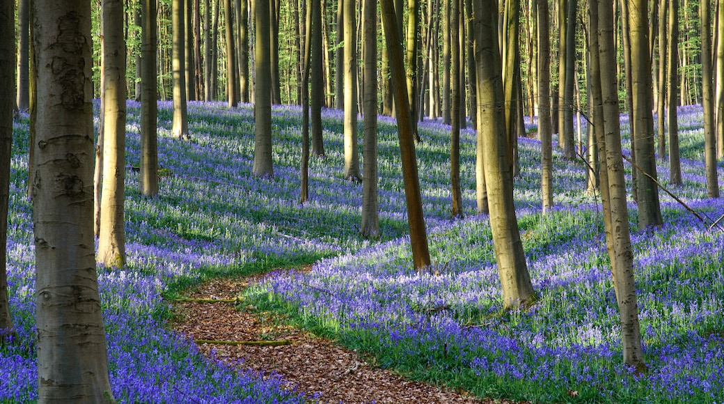 Bois de Hal