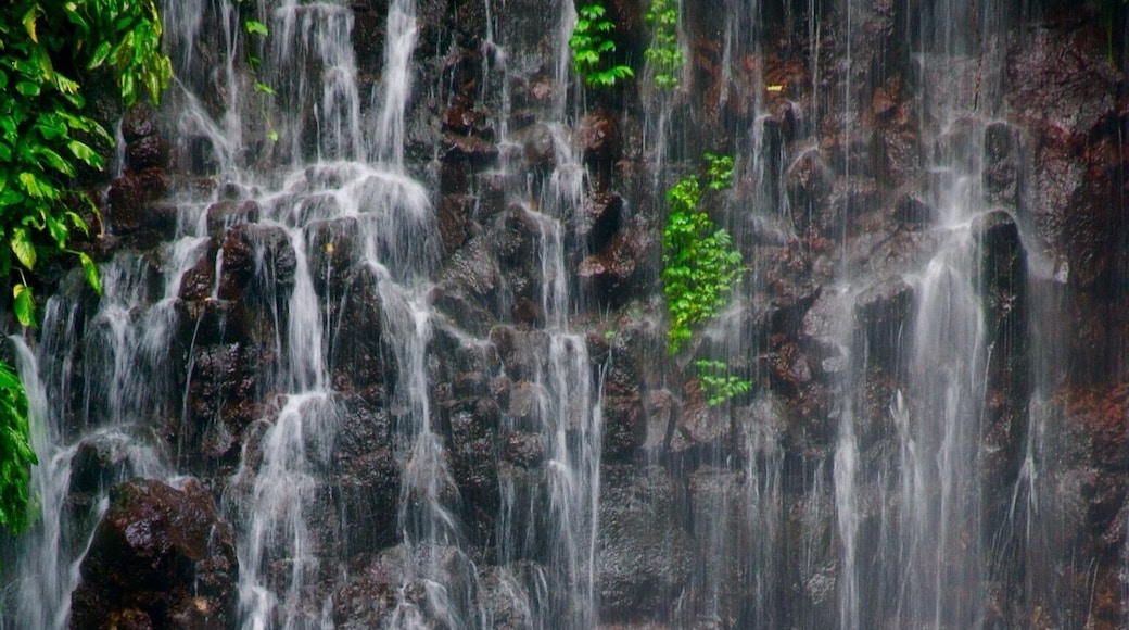 It's Tinago Falls this time! The word "tinago" means hidden. And yes, literally, it is hidden. It sits in the middle of the woods. Since I cannot incorporate in one picture all the beautiful parts of this falls, I posted separate photographs with the same caption.
There are two ways to get here. First is taking the 400-step stairs and the other is the 200-step stairs. No matter which way you choose, both are immensely EXHAUSTING! Whew! Just because it's only 200 steps does not mean it's easier than the former. It's a broken trail! The concrete stairs have been ruined by roots of old trees and plants, which make your journey even harder. Not to mention the cliff where you can fall off from if you don't watch out.
Let me talk about the mystery behind this (I'm thrilled as I begin): the truth is that no one has ever measured the depth of this yet. Many people attempted to do so, but they ended up losing their lives. Locals of this place say that there are "beings" that live underwater and that they take lives every now and then. No one knows whether that is true or not. It's a hearsay. All I know is that Tinago Falls remains a mystery to the world. Below the rock formations are caves. And just behind that water curtain lies another cave. And then a few more everywhere. A number of people has seen it, but it required them first an immeasurable amount of courage before they were able to do see the caves. The last time I came here, I got a chance to talk to a 23-year old guy who lives around. He claimed to be one of the caretakers of the falls. He recounted several stories he has witnessed over time, such as hearing cries all over the place very early in the morning, seeing a friend of his jump off from the top and died head-on; and looking at people risk their lives by trying to swim deep down (then they never came to the surface ever again).
The falls is overwhelming. Even I cannot stop staring at it despite having seen it already a thousand times in my life. I've heard that an aerial perspective of the lagoon/falls will you give you an image of just plain dark water. It may have appeared blue-green in the picture but from afar, it is black. Nonetheless, this place is best known for its relaxing atmosphere. The water is very cold -- so ideal for tropical countries like ours, especially during summer. People come here for picnics and picture-taking activities. I love this place. I can go on talking about it for hours. By the way, I've taken several friends here and they all said the same thing: "WOW!" I hope to also see this wow-expression on your face one day. You are most welcome in my city.
Happy travels,
Star, Iligan City, PH