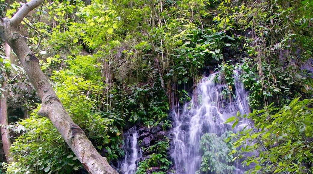 It's Tinago Falls this time! The word "tinago" means hidden. And yes, literally, it is hidden. It sits in the middle of the woods. Since I cannot incorporate in one picture all the beautiful parts of this falls, I posted separate photographs with the same caption.
There are two ways to get here. First is taking the 400-step stairs and the other is the 200-step stairs. No matter which way you choose, both are immensely EXHAUSTING! Whew! Just because it's only 200 steps does not mean it's easier than the former. It's a broken trail! The concrete stairs have been ruined by roots of old trees and plants, which make your journey even harder. Not to mention the cliff where you can fall off from if you don't watch out.
Let me talk about the mystery behind this (I'm thrilled as I begin): the truth is that no one has ever measured the depth of this yet. Many people attempted to do so, but they ended up losing their lives. Locals of this place say that there are "beings" that live underwater and that they take lives every now and then. No one knows whether that is true or not. It's a hearsay. All I know is that Tinago Falls remains a mystery to the world. Below the rock formations are caves. And just behind that water curtain lies another cave. And then a few more everywhere. A number of people has seen it, but it required them first an immeasurable amount of courage before they were able to do see the caves. The last time I came here, I got a chance to talk to a 23-year old guy who lives around. He claimed to be one of the caretakers of the falls. He recounted several stories he has witnessed over time, such as hearing cries all over the place very early in the morning, seeing a friend of his jump off from the top and died head-on; and looking at people risk their lives by trying to swim deep down (then they never came to the surface ever again).
The falls is overwhelming. Even I cannot stop staring at it despite having seen it already a thousand times in my life. I've heard that an aerial perspective of the lagoon/falls will you give you an image of just plain dark water. It may have appeared blue-green in the picture but from afar, it is black. Nonetheless, this place is best known for its relaxing atmosphere. The water is very cold -- so ideal for tropical countries like ours, especially during summer. People come here for picnics and picture-taking activities. I love this place. I can go on talking about it for hours. By the way, I've taken several friends here and they all said the same thing: "WOW!" I hope to also see this wow-expression on your face one day. You are most welcome in my city.
Happy travels,
Star, Iligan City, PH