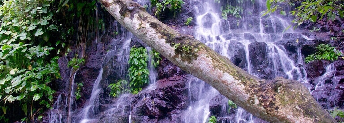 It's Tinago Falls this time! The word "tinago" means hidden. And yes, literally, it is hidden. It sits in the middle of the woods. Since I cannot incorporate in one picture all the beautiful parts of this falls, I posted separate photographs with the same caption.
There are two ways to get here. First is taking the 400-step stairs and the other is the 200-step stairs. No matter which way you choose, both are immensely EXHAUSTING! Whew! Just because it's only 200 steps does not mean it's easier than the former. It's a broken trail! The concrete stairs have been ruined by roots of old trees and plants, which make your journey even harder. Not to mention the cliff where you can fall off from if you don't watch out.
Let me talk about the mystery behind this (I'm thrilled as I begin): the truth is that no one has ever measured the depth of this yet. Many people attempted to do so, but they ended up losing their lives. Locals of this place say that there are "beings" that live underwater and that they take lives every now and then. No one knows whether that is true or not. It's a hearsay. All I know is that Tinago Falls remains a mystery to the world. Below the rock formations are caves. And just behind that water curtain lies another cave. And then a few more everywhere. A number of people has seen it, but it required them first an immeasurable amount of courage before they were able to do see the caves. The last time I came here, I got a chance to talk to a 23-year old guy who lives around. He claimed to be one of the caretakers of the falls. He recounted several stories he has witnessed over time, such as hearing cries all over the place very early in the morning, seeing a friend of his jump off from the top and died head-on; and looking at people risk their lives by trying to swim deep down (then they never came to the surface ever again).
The falls is overwhelming. Even I cannot stop staring at it despite having seen it already a thousand times in my life. I've heard that an aerial perspective of the lagoon/falls will you give you an image of just plain dark water. It may have appeared blue-green in the picture but from afar, it is black. Nonetheless, this place is best known for its relaxing atmosphere. The water is very cold -- so ideal for tropical countries like ours, especially during summer. People come here for picnics and picture-taking activities. I love this place. I can go on talking about it for hours. By the way, I've taken several friends here and they all said the same thing: "WOW!" I hope to also see this wow-expression on your face one day. You are most welcome in my city.
Happy travels,
Star, Iligan City, PH