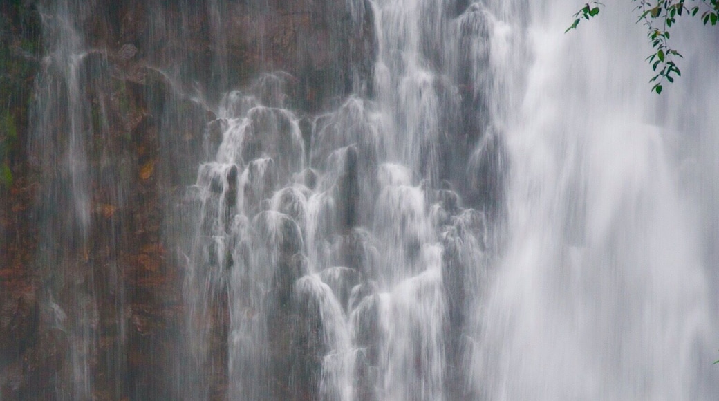 It's Tinago Falls this time! The word "tinago" means hidden. And yes, literally, it is hidden. It sits in the middle of the woods. Since I cannot incorporate in one picture all the beautiful parts of this falls, I posted separate photographs with the same caption.
There are two ways to get here. First is taking the 400-step stairs and the other is the 200-step stairs. No matter which way you choose, both are immensely EXHAUSTING! Whew! Just because it's only 200 steps does not mean it's easier than the former. It's a broken trail! The concrete stairs have been ruined by roots of old trees and plants, which make your journey even harder. Not to mention the cliff where you can fall off from if you don't watch out.
Let me talk about the mystery behind this (I'm thrilled as I begin): the truth is that no one has ever measured the depth of this yet. Many people attempted to do so, but they ended up losing their lives. Locals of this place say that there are "beings" that live underwater and that they take lives every now and then. No one knows whether that is true or not. It's a hearsay. All I know is that Tinago Falls remains a mystery to the world. Below the rock formations are caves. And just behind that water curtain lies another cave. And then a few more everywhere. A number of people has seen it, but it required them first an immeasurable amount of courage before they were able to do see the caves. The last time I came here, I got a chance to talk to a 23-year old guy who lives around. He claimed to be one of the caretakers of the falls. He recounted several stories he has witnessed over time, such as hearing cries all over the place very early in the morning, seeing a friend of his jump off from the top and died head-on; and looking at people risk their lives by trying to swim deep down (then they never came to the surface ever again).
The falls is overwhelming. Even I cannot stop staring at it despite having seen it already a thousand times in my life. I've heard that an aerial perspective of the lagoon/falls will you give you an image of just plain dark water. It may have appeared blue-green in the picture but from afar, it is black. Nonetheless, this place is best known for its relaxing atmosphere. The water is very cold -- so ideal for tropical countries like ours, especially during summer. People come here for picnics and picture-taking activities. I love this place. I can go on talking about it for hours. By the way, I've taken several friends here and they all said the same thing: "WOW!" I hope to also see this wow-expression on your face one day. You are most welcome in my city.
Happy travels,
Star, Iligan City, PH