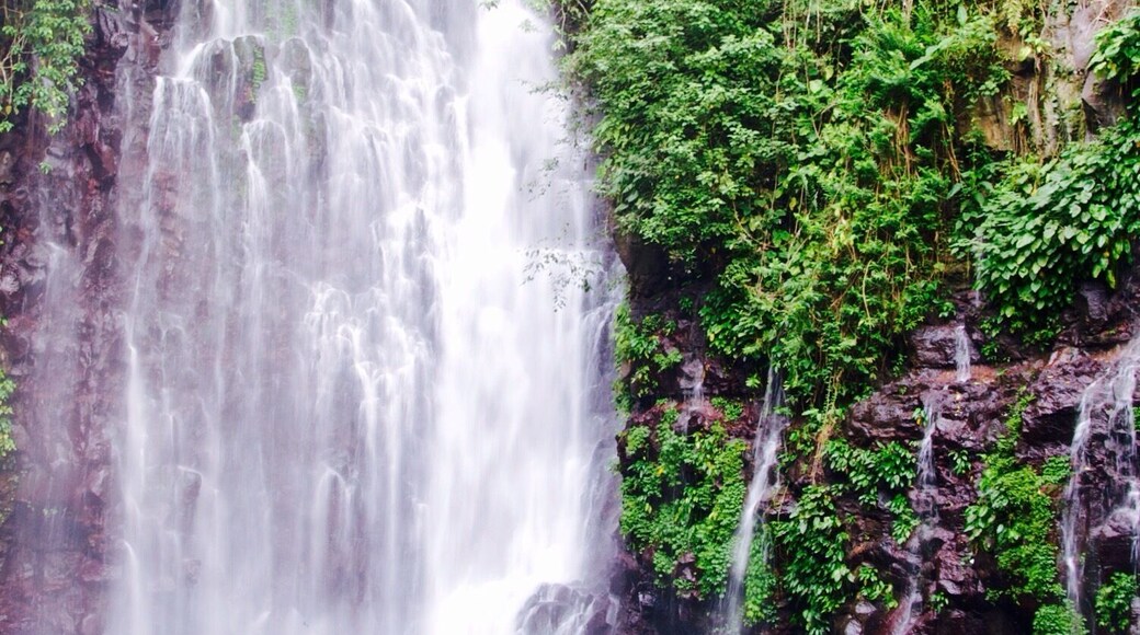 It's Tinago Falls this time! The word "tinago" means hidden. And yes, literally, it is hidden. It sits in the middle of the woods. There are two ways to get here. First is taking the 400-step stairs and the other is the 200-step stairs. No matter which way you choose, both are immensely EXHAUSTING! Whew! Just because it's only 200 steps does not mean it's easier than the former. It's a broken trail! The concrete stairs have been ruined by roots of old trees and plants, which make your journey even harder. Not to mention the cliff where you can fall off from if you don't watch out.
Let me talk about the mystery behind this (I'm thrilled as I begin): the truth is that no one has ever measured the depth of this yet. Many people attempted to do so, but they ended up losing their lives. Locals of this place say that there are "beings" that live underwater and that they take lives every now and then. No one knows whether that is true or not. It's a hearsay. All I know is that Tinago Falls remains a mystery to the world. Below the rock formations are caves. And just behind that water curtain lies another cave. And then a few more everywhere. A number of people has seen it, but it required them first an immeasurable amount of courage before they were able to do see the caves. The last time I came here, I got a chance to talk to a 23-year old guy who lives around. He claimed to be one of the caretakers of the falls. He recounted several stories he has witnessed over time, such as hearing cries all over the place very early in the morning, seeing a friend of his jump off from the top and died head-on; and looking at people risk their lives by trying to swim deep down (then they never came to the surface ever again).
The falls is overwhelming. Even I cannot stop staring at it despite having seen it already a thousand times in my life. I've heard that an aerial perspective of the lagoon/falls will you give you an image of just plain dark water. It may have appeared blue-green in the picture but from afar, it is black. Nonetheless, this place is best known for its relaxing atmosphere. The water is very cold -- so ideal for tropical countries like ours, especially during summer. People come here for picnics and picture-taking activities. I love this place. I can go on talking about it for hours. By the way, I've taken several friends here and they all said the same thing: "WOW!" I hope to also see this wow-expression on your face one day. You are most welcome in my city.
Happy travels,
Star, Iligan City, PH