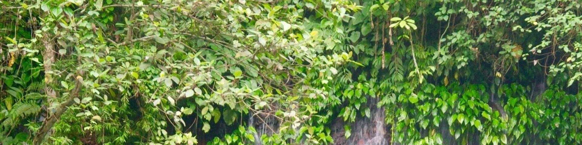 It's Tinago Falls this time! The word "tinago" means hidden. And yes, literally, it is hidden. It sits in the middle of the woods. Since I cannot incorporate in one picture all the beautiful parts of this falls, I posted separate photographs with the same caption.
There are two ways to get here. First is taking the 400-step stairs and the other is the 200-step stairs. No matter which way you choose, both are immensely EXHAUSTING! Whew! Just because it's only 200 steps does not mean it's easier than the former. It's a broken trail! The concrete stairs have been ruined by roots of old trees and plants, which make your journey even harder. Not to mention the cliff where you can fall off from if you don't watch out.
Let me talk about the mystery behind this (I'm thrilled as I begin): the truth is that no one has ever measured the depth of this yet. Many people attempted to do so, but they ended up losing their lives. Locals of this place say that there are "beings" that live underwater and that they take lives every now and then. No one knows whether that is true or not. It's a hearsay. All I know is that Tinago Falls remains a mystery to the world. Below the rock formations are caves. And just behind that water curtain lies another cave. And then a few more everywhere. A number of people has seen it, but it required them first an immeasurable amount of courage before they were able to do see the caves. The last time I came here, I got a chance to talk to a 23-year old guy who lives around. He claimed to be one of the caretakers of the falls. He recounted several stories he has witnessed over time, such as hearing cries all over the place very early in the morning, seeing a friend of his jump off from the top and died head-on; and looking at people risk their lives by trying to swim deep down (then they never came to the surface ever again).
The falls is overwhelming. Even I cannot stop staring at it despite having seen it already a thousand times in my life. I've heard that an aerial perspective of the lagoon/falls will you give you an image of just plain dark water. It may have appeared blue-green in the picture but from afar, it is black. Nonetheless, this place is best known for its relaxing atmosphere. The water is very cold -- so ideal for tropical countries like ours, especially during summer. People come here for picnics and picture-taking activities. I love this place. I can go on talking about it for hours. By the way, I've taken several friends here and they all said the same thing: "WOW!" I hope to also see this wow-expression on your face one day. You are most welcome in my city.
Happy travels,
Star, Iligan City, PH