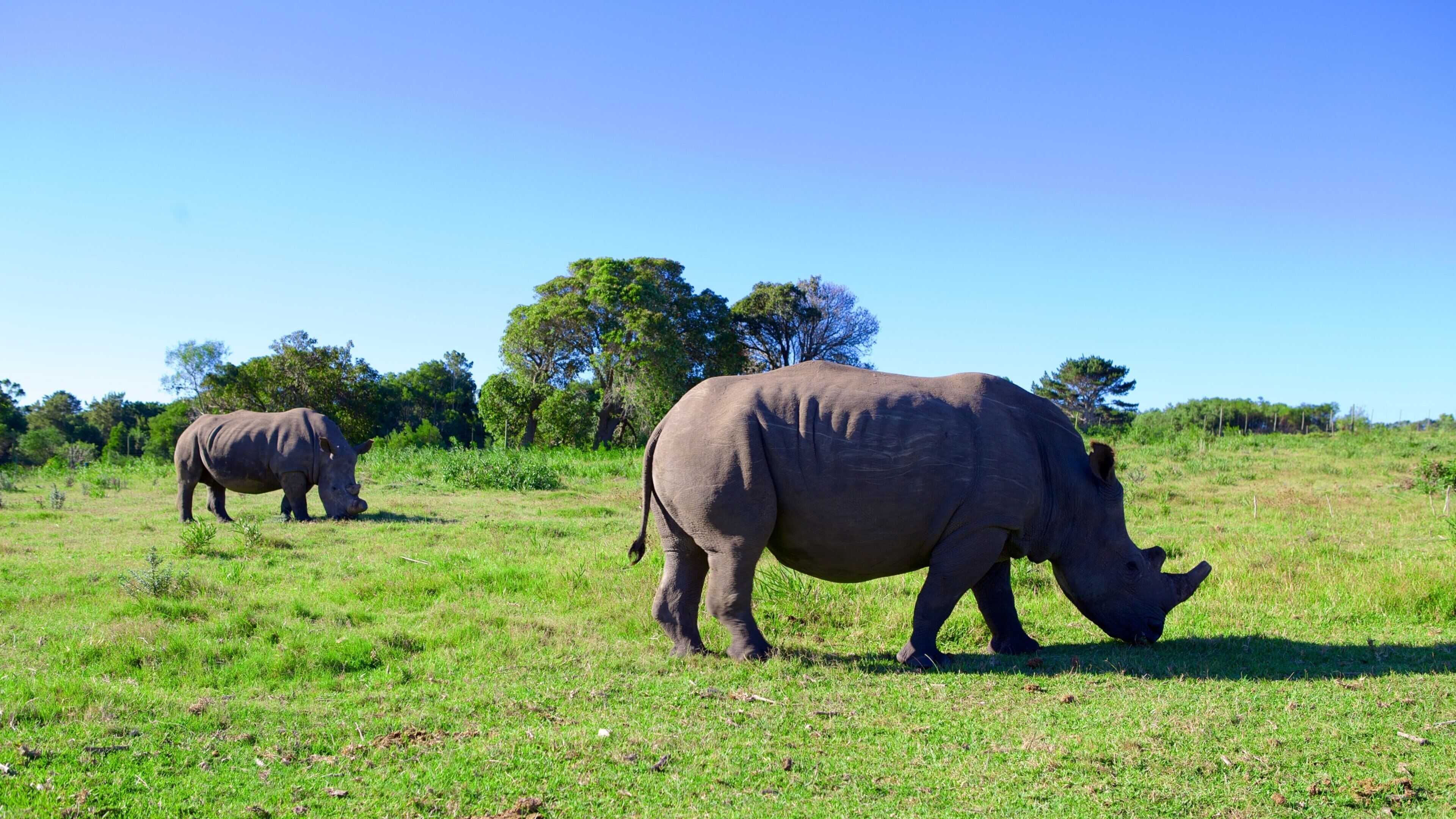 Port Elizabeth fasiliteter samt landdyr og rolig landskap