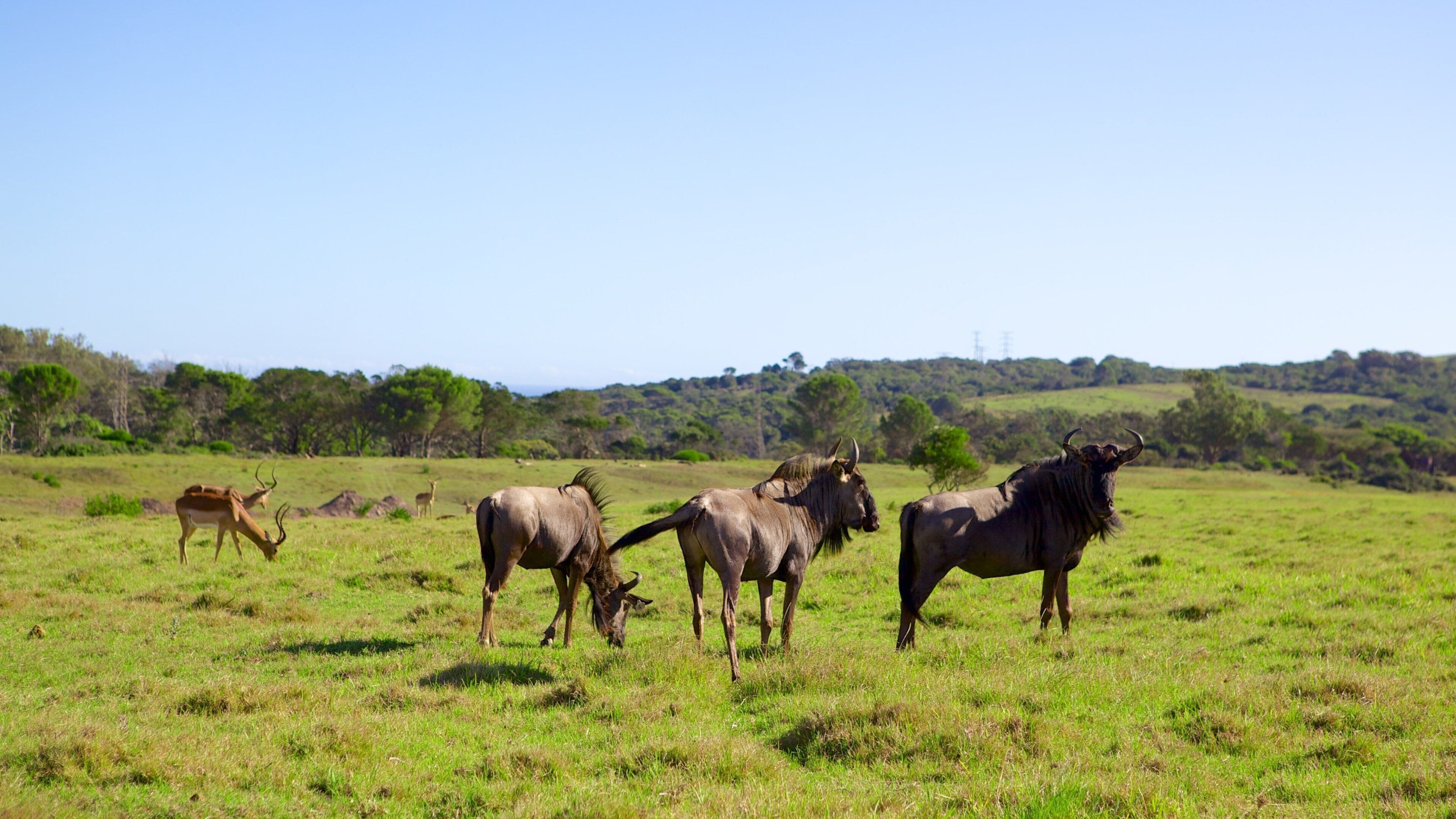Port Elizabeth inclusief landdieren, landschappen en safari-avonturen