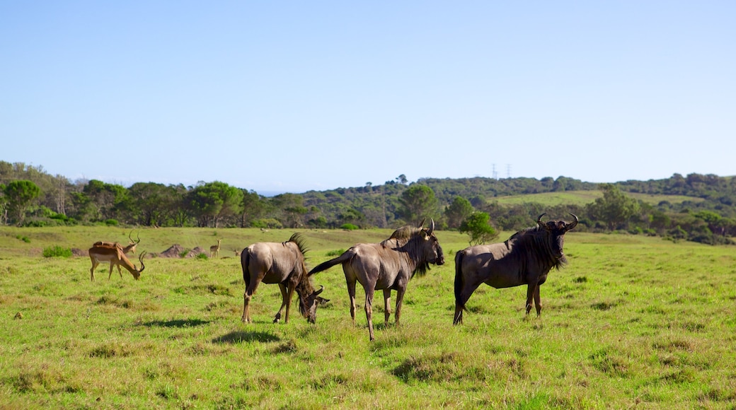 Port Elizabeth inclusief landdieren, landschappen en safari-avonturen