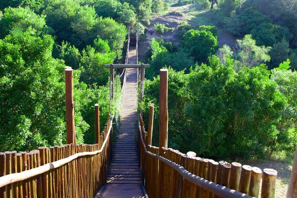 Eastern Cape Provinz das einen Hängebrücke oder Baumkronenpfad, Landschaften und Wälder