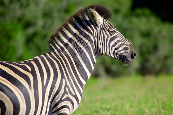 Port Elizabeth showing zoo animals and land animals