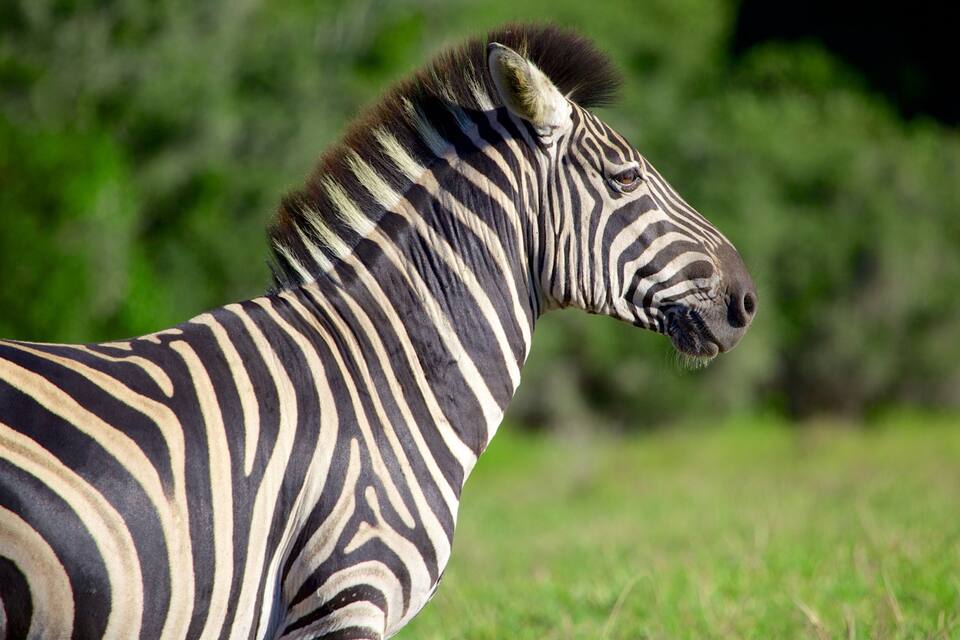 Uma zebra em um campo gramado, com fundo verde desfocado.