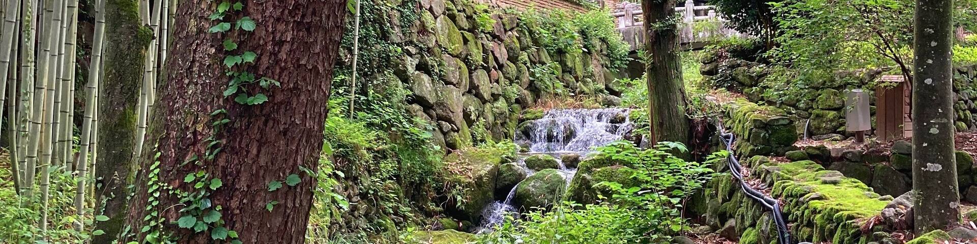 Una escena serena de bosque con un pequeño arroyo, rocas cubiertas de musgo y árboles de bambú.