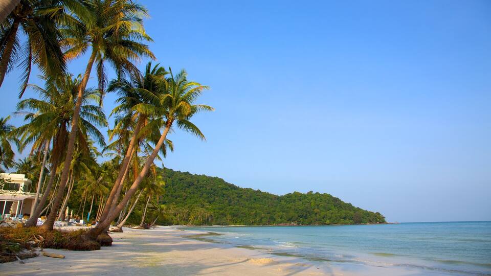 A beach with palm trees and a forested hill in the background.