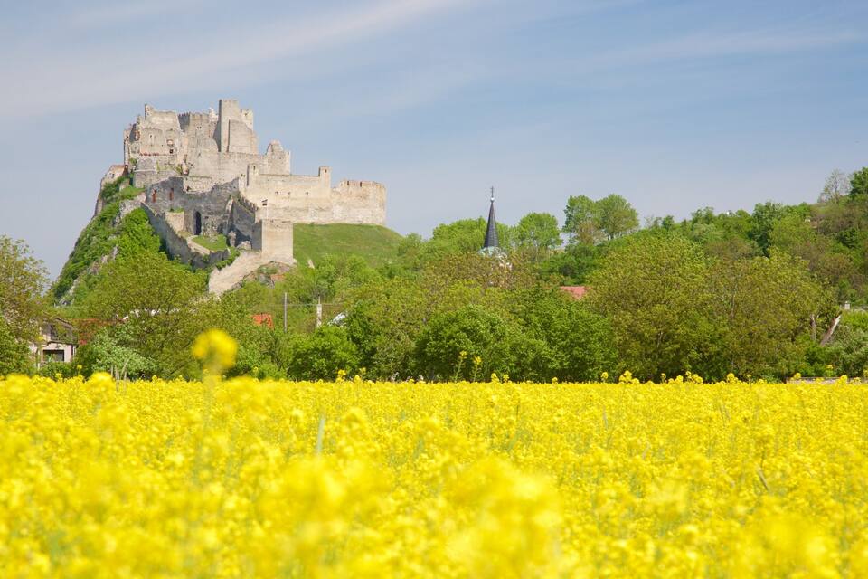 A castle on a hill, surrounded by trees and a field of yellow flowers.