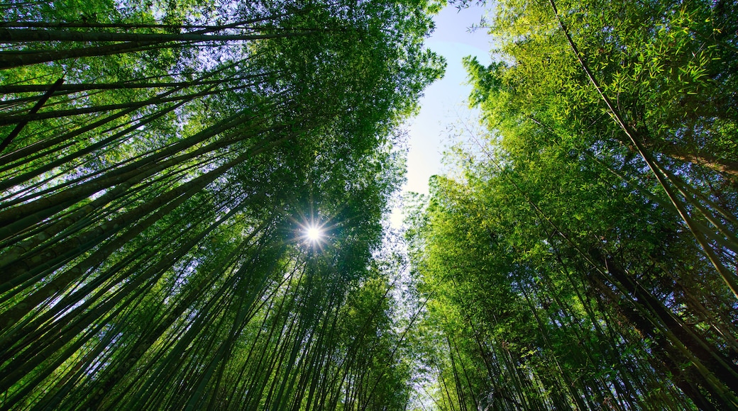 The sunlight penetrates the green bamboo forest. Bihushan Tea Garden, Meishan Township. Chiayi County, Taiwan. Sep. 2021