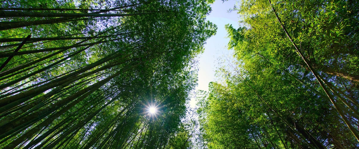 The sunlight penetrates the green bamboo forest. Bihushan Tea Garden, Meishan Township. Chiayi County, Taiwan. Sep. 2021