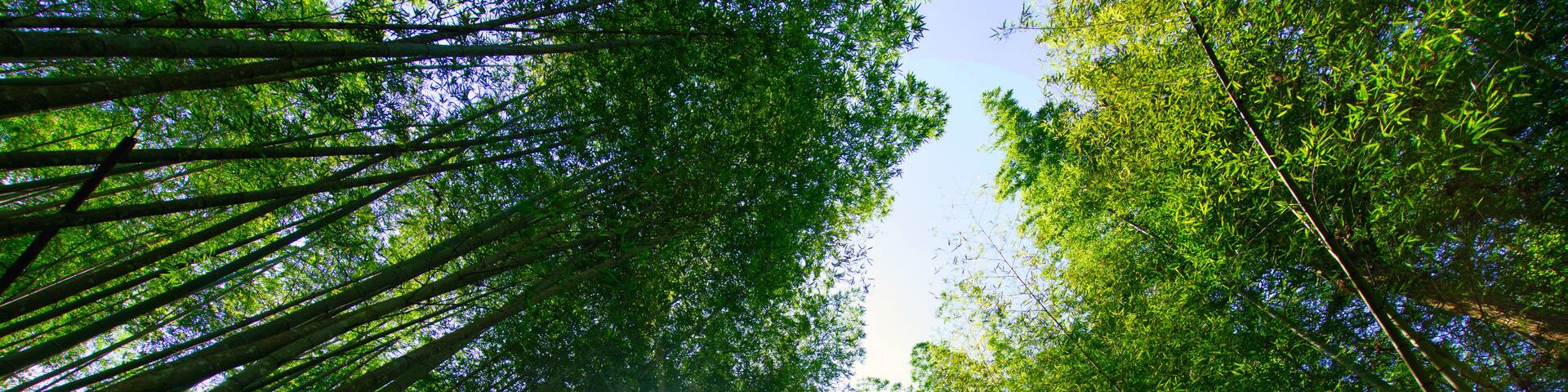 A dense forest with tall trees and sunlight filtering through the canopy.