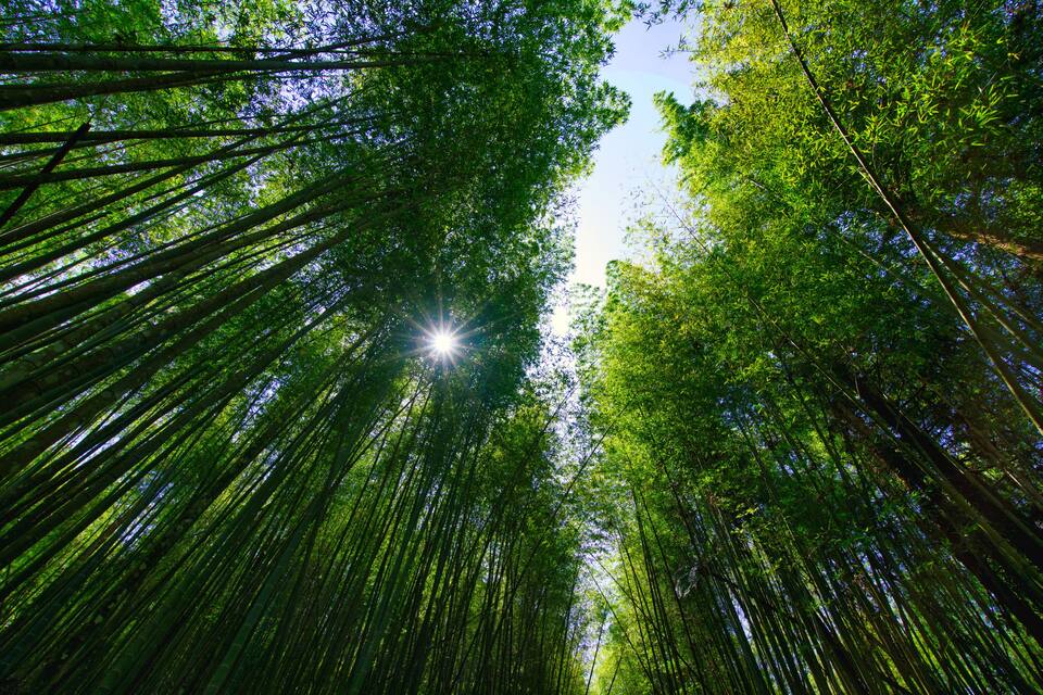 A dense forest with tall trees and sunlight filtering through the canopy.
