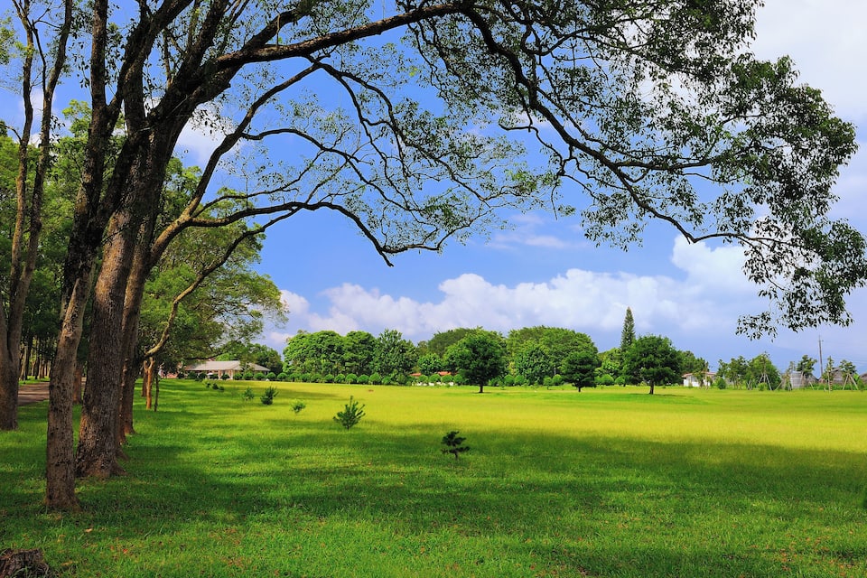A lush green park with mature trees and a clear blue sky.