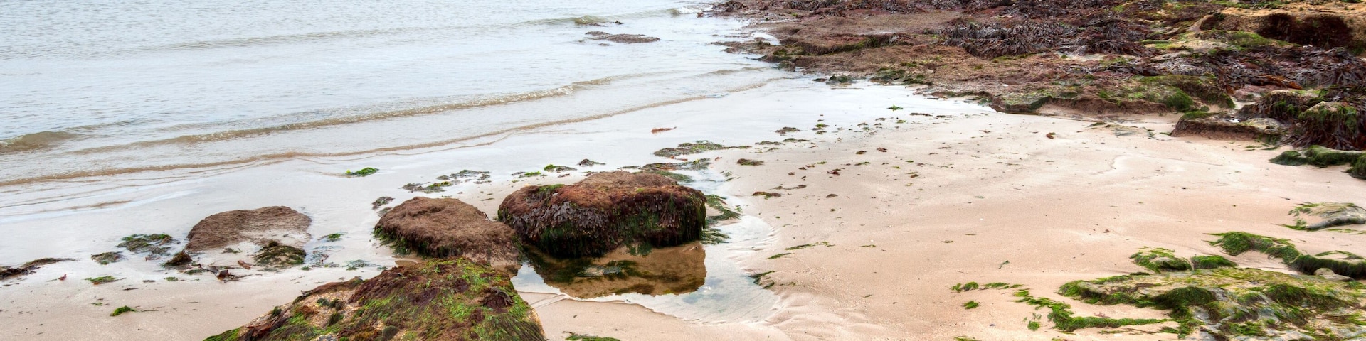 Uma praia rochosa com rochas cobertas de algas e mar calmo.
