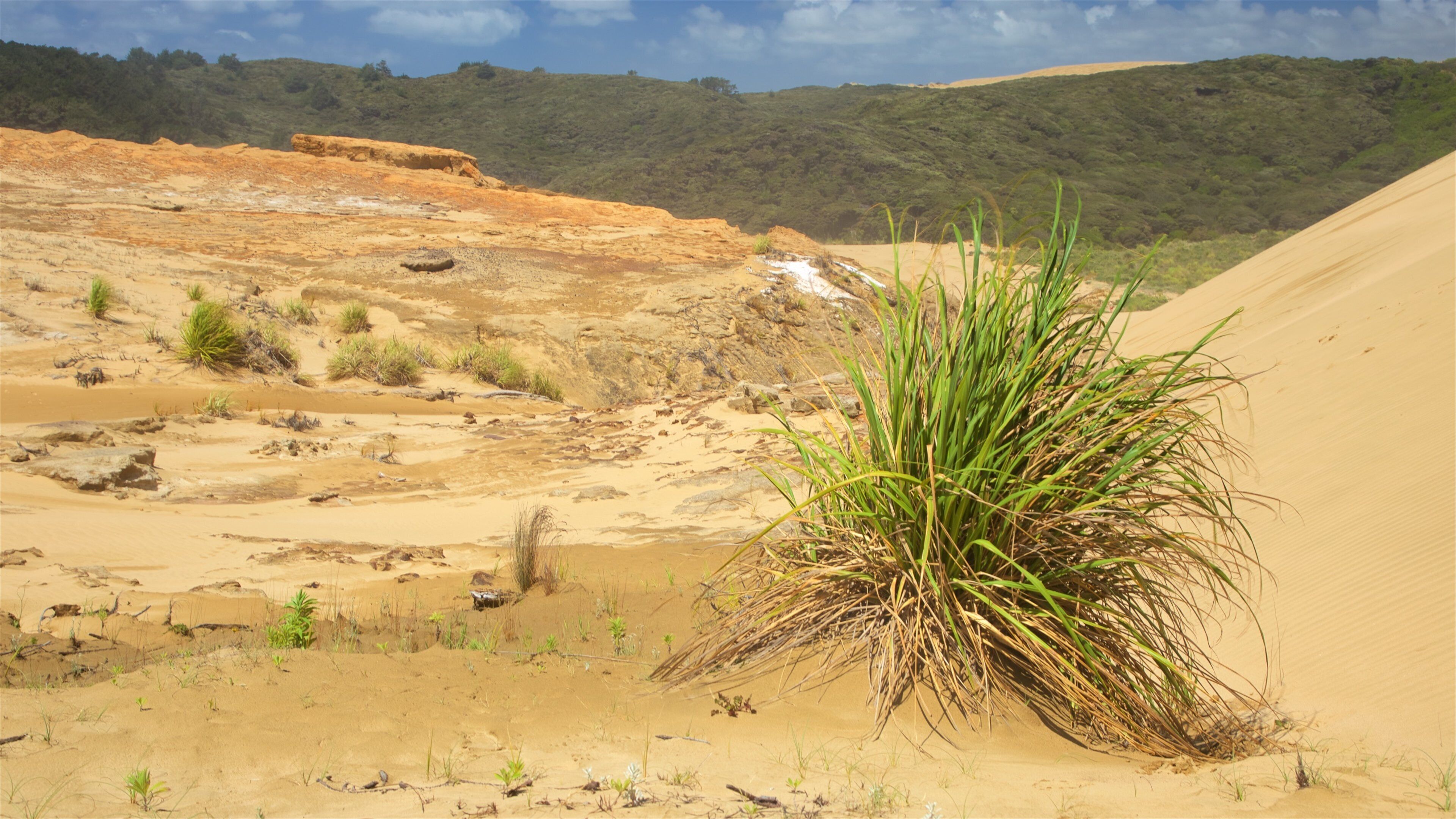 Te Paki Sand Dunes welches beinhaltet Landschaften und Wüstenblick
