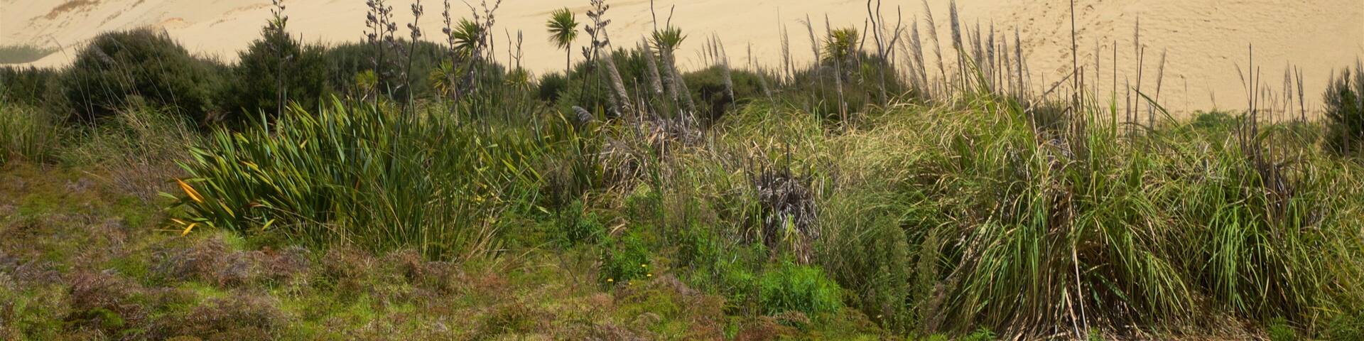 Te Paki Sand Dunes mostrando vistas de paisajes y vistas al desierto