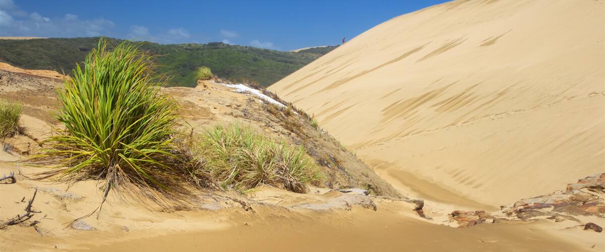 Te Paki Sand Dunes montrant riviÚre ou ruisseau et vues du désert