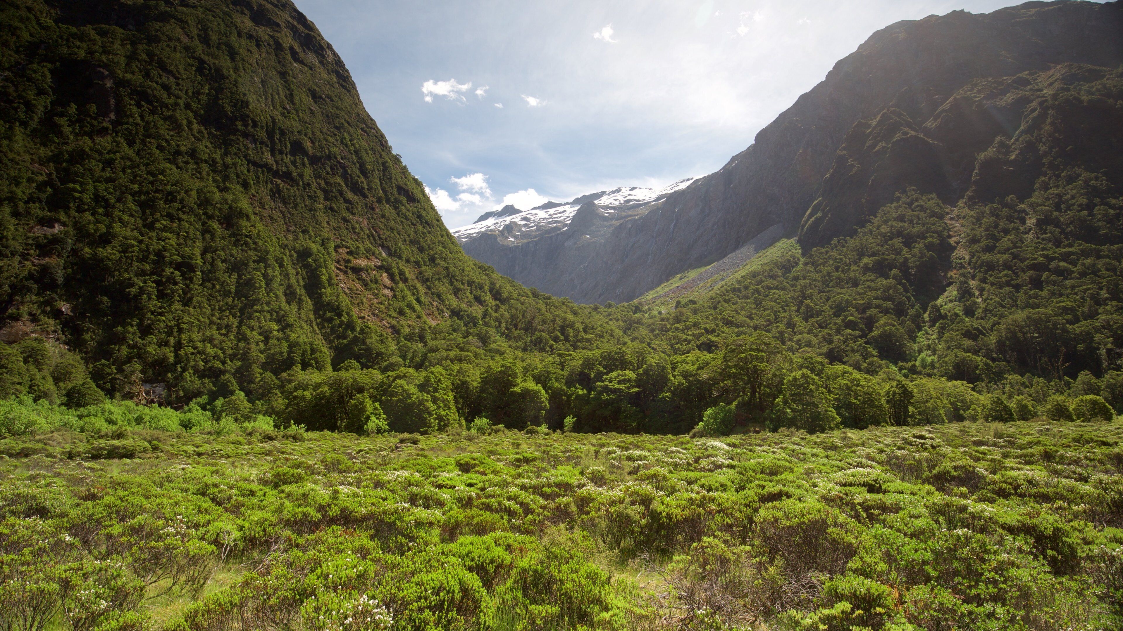 Fiordland National Park showing forest scenes and mountains