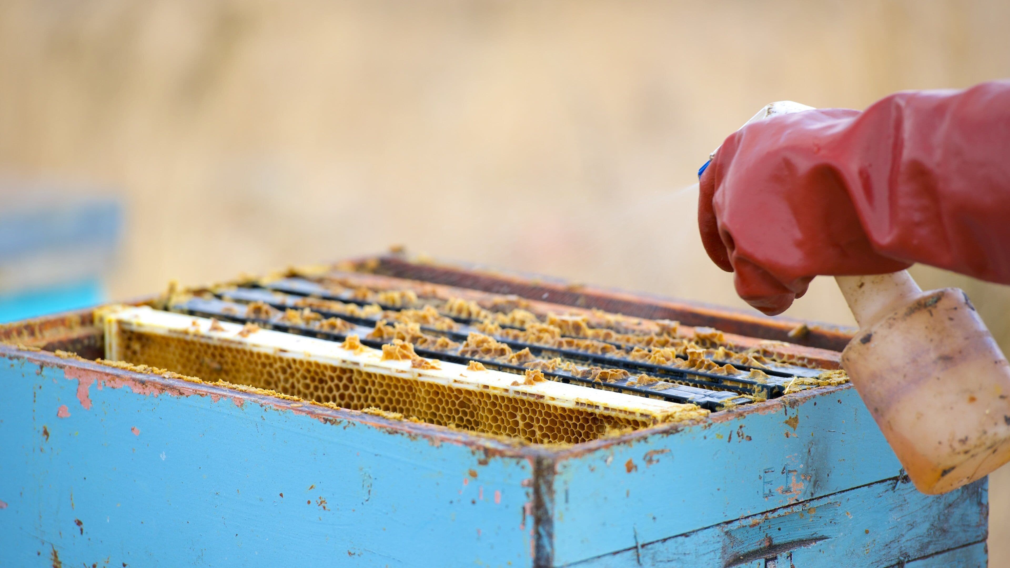 Arataki Honey Visitor Centre