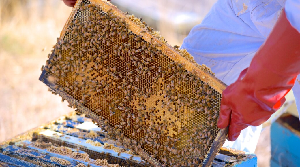 Hawke\'s Bay featuring farmland and animals