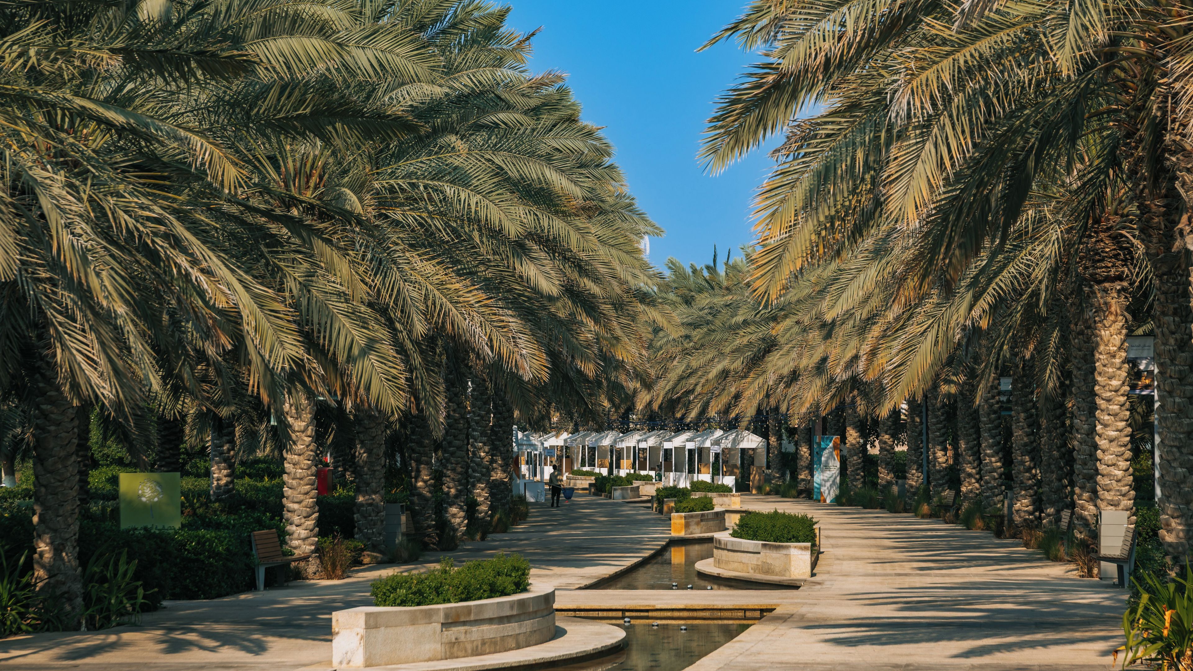 Un vialetto alberato da palme con un elemento d'acqua.