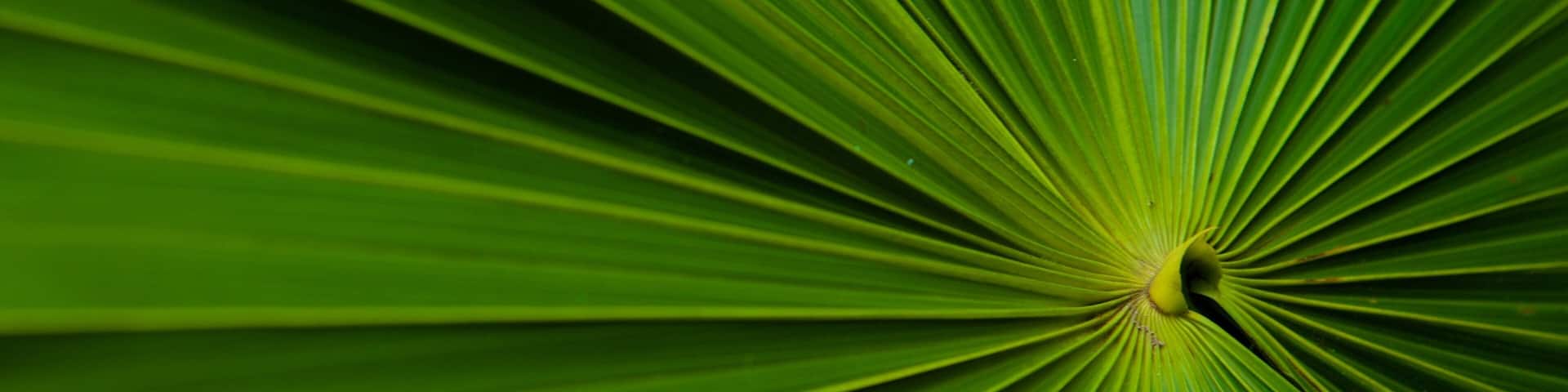 Maire Nui Botanical Gardens which includes tropical scenes