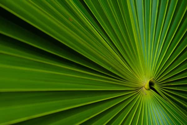 Maire Nui Botanical Gardens which includes tropical scenes
