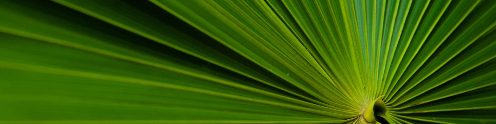 Maire Nui Botanical Gardens which includes tropical scenes