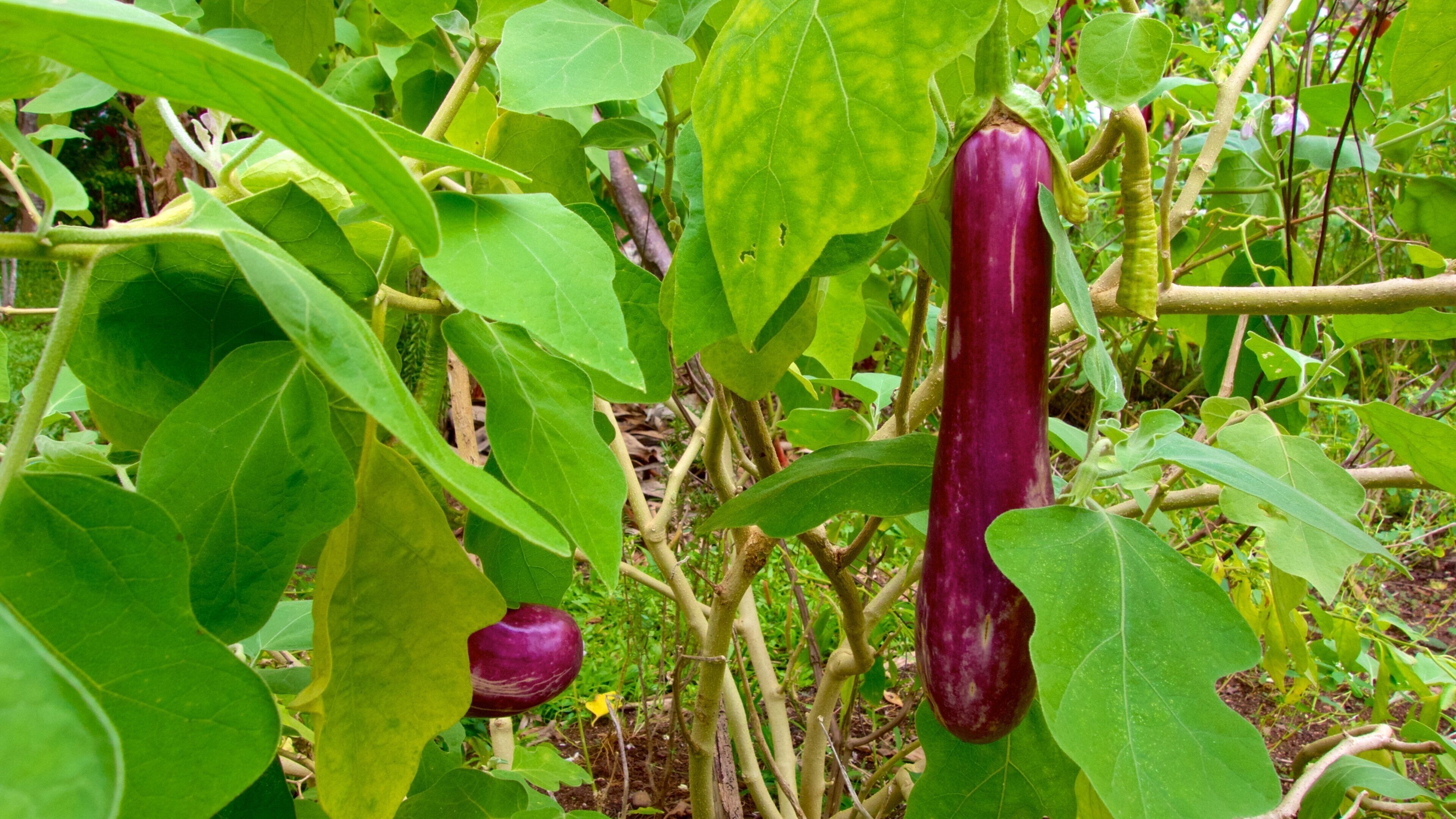 Maire Nui Botanical Gardens mostrando um parque