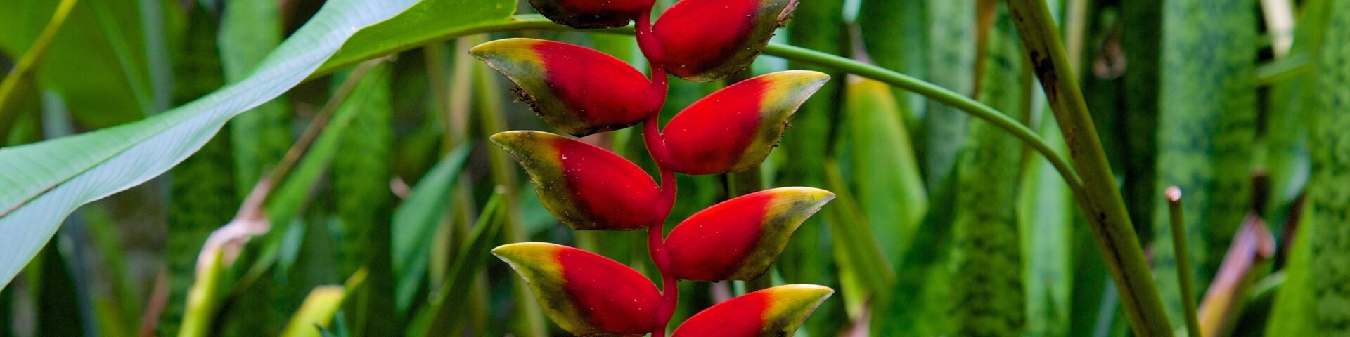 Rarotonga caracterizando flores silvestres