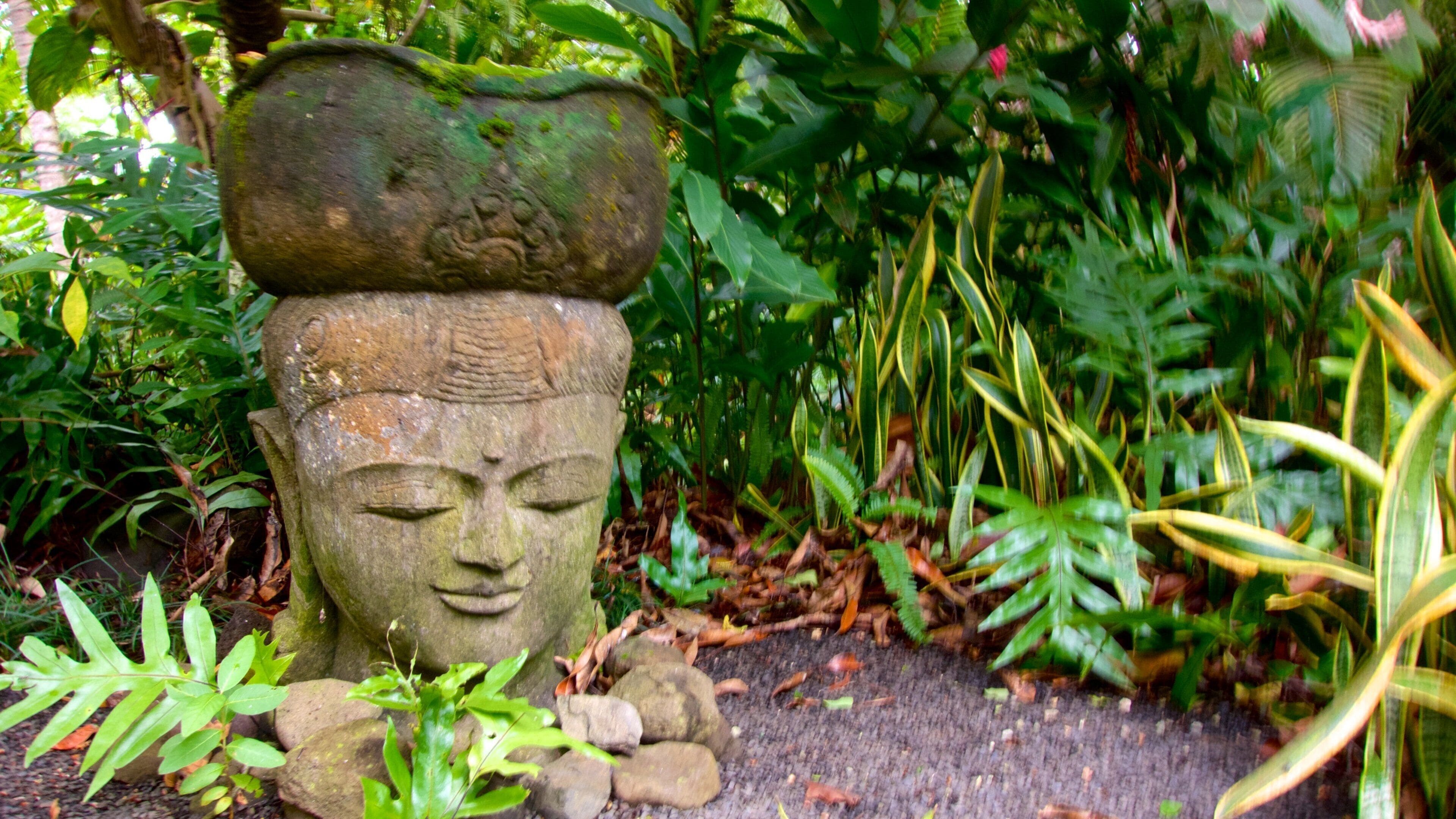 Rarotonga which includes a garden