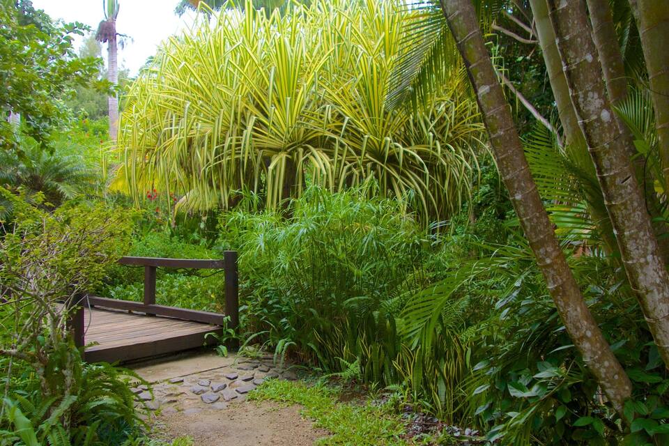 Pont de fusta sobre un camí de pedra en un jardí exuberant, ple de vegetació tropical i una palmera.