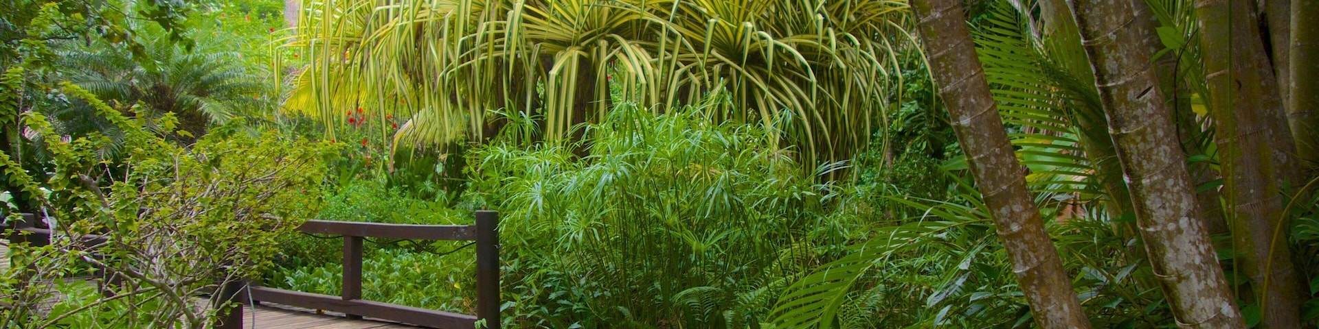 Rarotonga caracterizando um jardim