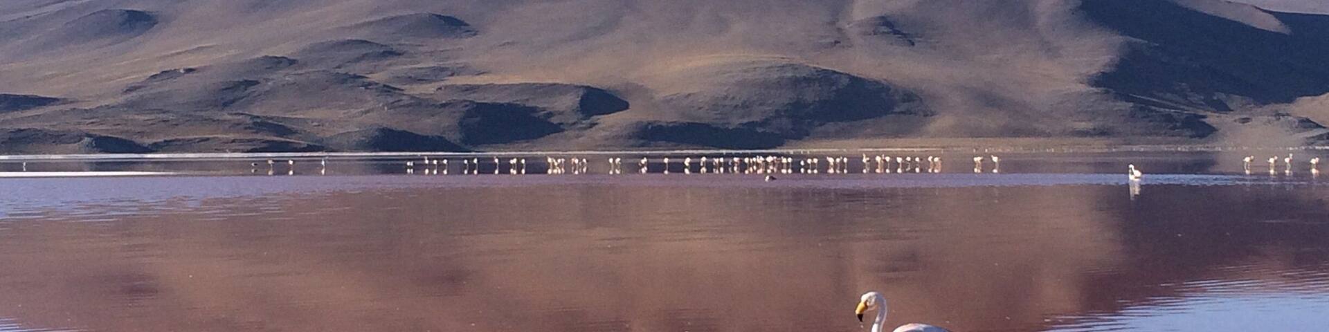 Caption---- RED Lagoon with Flamingo in Laguna Colorada, Bolivia
