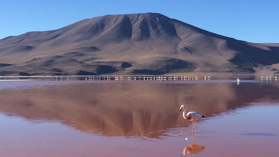 Laguna Colorada