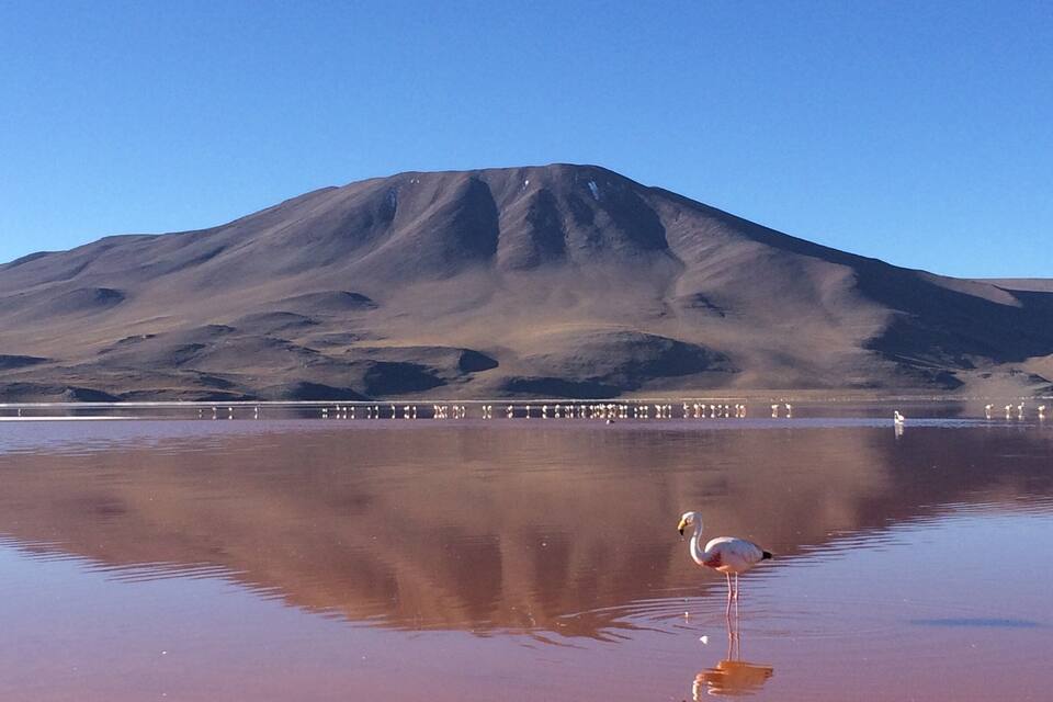Una montagna, un corpo d'acqua e un fenicottero.