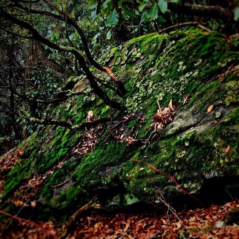 This Rhododendron was growing straight out of the rock. When I came across it along the trail up to Brasstown visitor center. 

Rhododendron is a beautiful plant that grows along the smokies. It's full green leaves are very distinctive and in the south are on the plant almost year around. In late spring the plant blooms and shows large and beautiful flowers. 