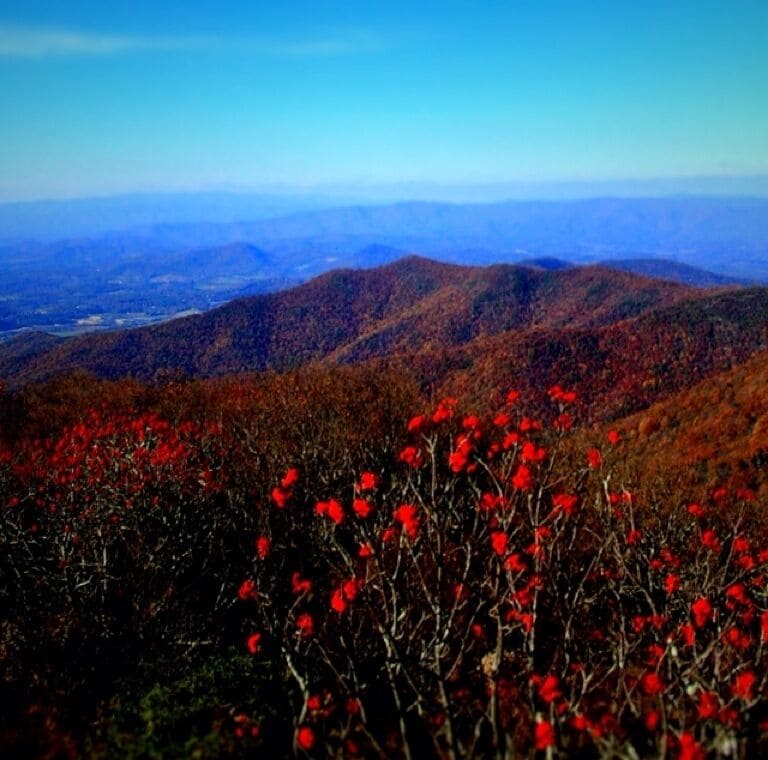 View from the tallest mountain in Georgia, Brasstown bald.