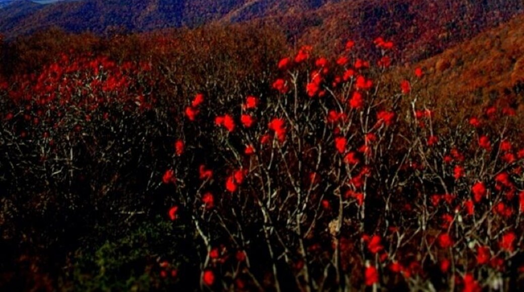 View from the tallest mountain in Georgia, Brasstown bald.