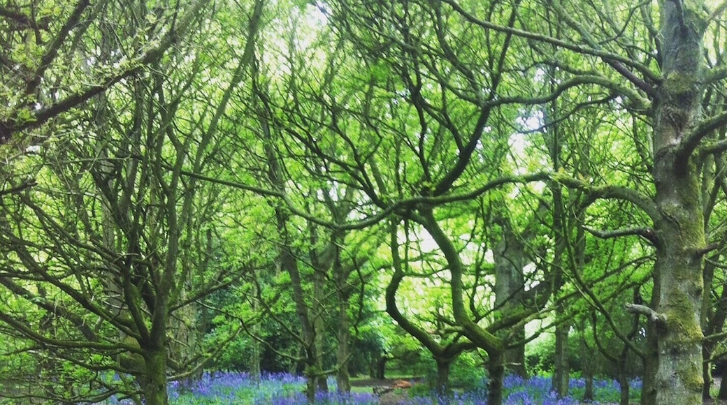 Burton Bushes is opposite Beverley Race Course and is a great place to go for a walk through the woods. In the spring the floor is covered in bluebells and outside of the woods the fields are covered in buttercups. It's a great place to go for a nice easy walk. There's usually lots of rabbits and birds around too. We even saw a great spotted woodpecker today!