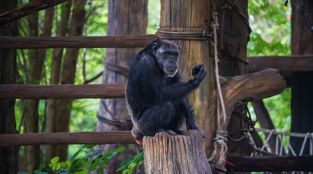 Zoo de Nakhon Ratchasima