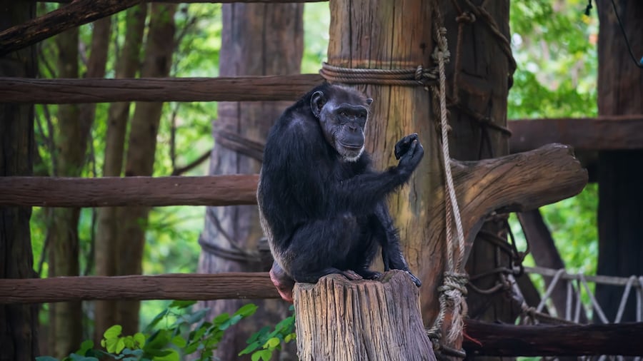 Nakhon Ratchasima Zoo
